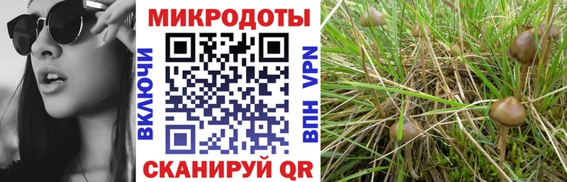 Псилоцибиновые грибы Cubensis  мориарти состав  Элиста  mega сайт 